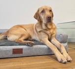 Kiebitzmarkt Raesfeld - Hundebett Alabama 'Ortho' Angebot im Prospekt Hundebett Alabama 'Ortho' bei Kiebitzmarkt im Raesfeld Prospekt für 79,99 €