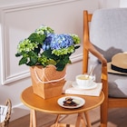Hortensia en promo chez Carrefour Market Dunkerque à 9,99 €