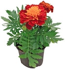 Studentenblume im Angebot bei REWE in Hennef Studentenblume Angebote bei REWE Hennef für 1,11 €