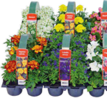 Blühende Beet- und Balkonpflanzen Angebote bei Hornbach Fürth für 4,99 €