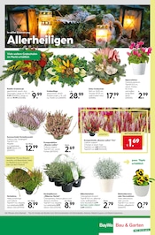 Blumen im BayWa Bau- und Gartenmärkte Prospekt in Aschaffenburg Aktueller BayWa Bau- und Gartenmärkte Prospekt mit Blumen, "Hier bin ich gern", Seite 20