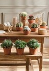 Cactus ou succulente pot 14 cm en promo chez Intermarché Super Antibes à 9,99 €