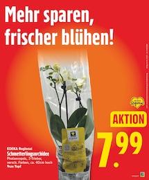 Orchidee Angebot & Preis im aktuellen EDEKA Prospekt Orchidee Angebot im aktuellen EDEKA Prospekt auf Seite 5