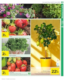 Offre Plante Aromatique dans le catalogue Carrefour du moment à la page 61