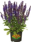 Garten-Salbei im Angebot bei Globus-Baumarkt in Recklinghausen Garten-Salbei Angebote bei Globus-Baumarkt Recklinghausen für 9,99 €
