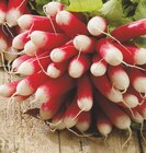 Promo Radis rose botte à 1,38 € dans le catalogue Intermarché à Rang-du-Fliers
