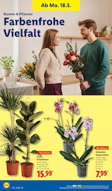 Aktueller Lidl Prospekt mit Pflanzen, "LIDL LOHNT SICH", Seite 74