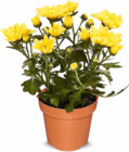 Chrysanthemen im Angebot bei Netto Marken-Discount in Iserlohn Chrysanthemen Angebote bei Netto Marken-Discount Iserlohn für 1,79 €