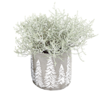 Thomas Philipps - Calluna "Beauty Ladies" Angebot im Prospekt Calluna "Beauty Ladies" bei Thomas Philipps im Prospekt "" für 0,99 €