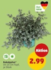 Eukalyptus bei Penny im Bad Honnef Prospekt für 2,99 €