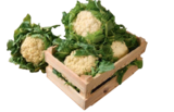 Blumenkohl im Angebot bei tegut in Nürnberg Blumenkohl Angebote bei tegut Nürnberg für 1,49 €