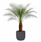 Zwergpalme Angebote bei Hagebaumarkt Oberhausen für 49,99 €