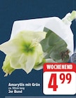 Amaryllis mit Grün für 4,99 € bei E center im Angebot Amaryllis mit Grün im aktuellen E center Prospekt
