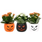 Plante Halloween - Carrefour à Noisy-le-Grand Plante Halloween en promo chez Carrefour Noisy-le-Grand à 1,99 €