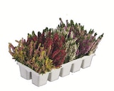 Heidekraut (Calluna vulgaris) bei Lidl im Prospekt "" für 6,99 €