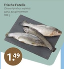 Frische Forelle von  im aktuellen V-Markt Prospekt für 1,49 €