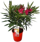 Oleander bei REWE im Neunkirchen Prospekt für 8,88 €