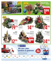 Blumen im EDEKA Prospekt in Dachau Aktueller EDEKA Prospekt mit Blumen, "SPAREN IST APP SACHE", Seite 26