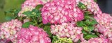 Garten-Hortensie im Angebot bei Globus-Baumarkt in Reutlingen Garten-Hortensie Angebote bei Globus-Baumarkt Reutlingen für 14,99 €