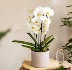 Phalaenopsis im Angebot bei Garten-Center Nordharz GmbH & Co. KG in Salzgitter Phalaenopsis Angebote bei Garten-Center Nordharz GmbH & Co. KG Salzgitter für 14,99 €