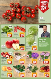 Hortensie im REWE Prospekt in Ludwigshafen Aktueller REWE Prospekt mit Hortensie, "Dein Markt", Seite 9
