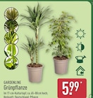 Grünpflanze von Gardenline für 5,99 € bei ALDI Nord im Angebot Grünpflanze von Gardenline im aktuellen ALDI Nord Prospekt