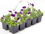 Hornveilchen im Angebot bei Thomas Philipps in Stendal Hornveilchen Angebote bei Thomas Philipps Stendal für 1,99 €