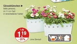 Aktuelles Gänseblümchen Angebot bei V-Markt in Augsburg ab 1,19 €