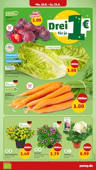 Hortensie im Penny Prospekt "Wer günstig will, muss Penny." mit 38 Seiten (Essen)
