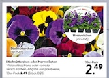 Hellweg Iserlohn - Stiefmütterchen Angebot im Prospekt Stiefmütterchen bei Hellweg im Iserlohn Prospekt für 2,49 €