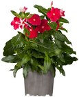 Aktuelle Pflanzen Angebote bei Penny in Hannover Aktuelles Zimmervinca Angebot bei Penny in Hannover ab 1,59 €