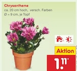 Chrysantheme im Angebot bei Netto Marken-Discount in Bautzen Chrysantheme Angebote bei Netto Marken-Discount Bautzen für 1,11 €