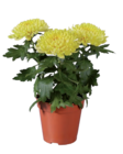 Chrysantheme Zembla Angebote bei Lidl Trier für 3,99 €