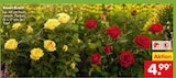 Rosen Busch im Angebot bei Netto Marken-Discount in Böblingen Rosen Busch Angebote bei Netto Marken-Discount Böblingen für 4,99 €