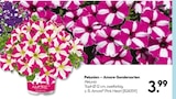 Petunien – Amore-Sondersorten von Amore für 3,99 € bei Hellweg im Angebot Petunien – Amore-Sondersorten von Amore im aktuellen Hellweg Prospekt
