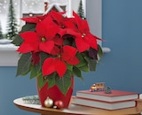 Aktuelle Zimmerpflanzen Angebote bei Pflanzen Kölle in Hamburg Aktuelles Weihnachtsstern Angebot bei Pflanzen Kölle in Hamburg ab 2,99 €