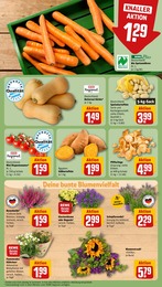 Pflanzen Angebot & Preis im aktuellen REWE Prospekt Pflanzen Angebot im aktuellen REWE Prospekt auf Seite 7