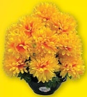 Pot chrysanthèmes 9 têtes en promo chez Super U Arles à 5,49 €