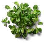 Franz./ital. Feldsalat bei Kaufland im Prospekt "" für 1,29 €