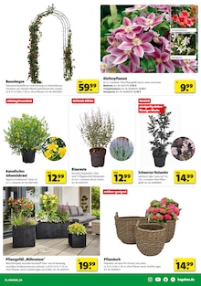 Blumentopf im Hagebaumarkt Prospekt "SO günstig geht das!" mit 16 Seiten (Essen)