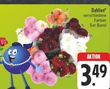 Dahlien Angebote bei EDEKA Bautzen für 3,49 €