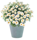 Strauchmargerite bei OBI im Fulda Prospekt für 7,99 €