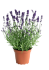 Hagebaumarkt Leck - Lavendel Angebot im Prospekt Lavendel bei Hagebaumarkt im Leck Prospekt für 2,79 €