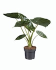 Plante verte "Colour Leaves" - Lidl à Poitiers Plante verte "Colour Leaves" en promo chez Lidl Poitiers à 8,99 €