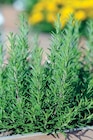 Super U Montreuil - Promo Plante aromatique Promo Plante aromatique à 3,79 € dans le catalogue Super U à Montreuil