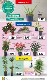 PennyMarkt Blumen Angebot ᐅ Finde den Preis im aktuellen Prospekt