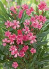 Oleander bei toom Baumarkt im Metzingen Prospekt für 9,99 €