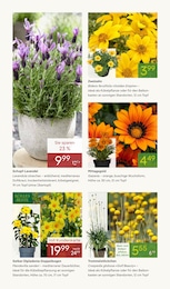 Dipladenia Angebot im aktuellen Pflanzen Kölle Prospekt auf Seite 2