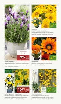 Pflanzen im aktuellen Pflanzen Kölle Prospekt (Nürnberg) Pflanzen im Pflanzen Kölle Prospekt "FRÜHLINGS-FREUDE" mit 16 Seiten (Nürnberg)