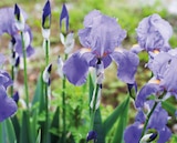 Iris à 5,99 € dans le catalogue Delbard